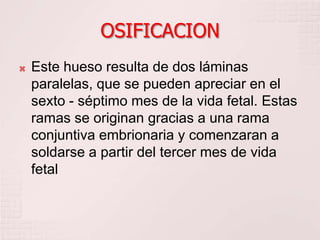 OSIFICACION
 Este hueso resulta de dos láminas
paralelas, que se pueden apreciar en el
sexto - séptimo mes de la vida fetal. Estas
ramas se originan gracias a una rama
conjuntiva embrionaria y comenzaran a
soldarse a partir del tercer mes de vida
fetal
 