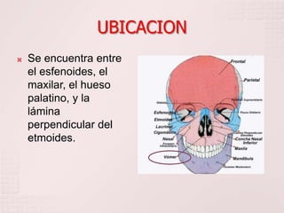 UBICACION
 Se encuentra entre
el esfenoides, el
maxilar, el hueso
palatino, y la
lámina
perpendicular del
etmoides.
 