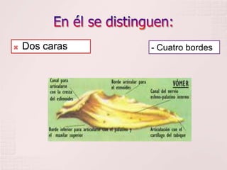  Dos caras - Cuatro bordes
 