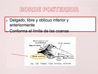  Delgado, libre y oblicuo inferior y
anteriormente
 Conforma el límite de las coanas
 