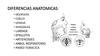 DIFERENCIAS ANATOMICAS:
• OCCIPUCIO
• CUELLO
• LENGUA
• AMIGDALAS
• LARINGE
• EPIGLOTIS
• ARITENOIDES
• ARBOL RESPIRATORIO
• PARED TORACICA
 