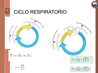 CICLO RESPIRATORIO
 