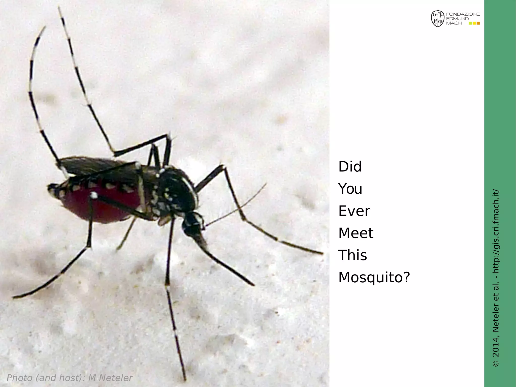 © 2014, Neteler et al. - http://gis.cri.fmach.it/ 
Did 
You 
Ever 
Meet 
This 
Mosquito? 
Photo (and host): M Neteler 
 