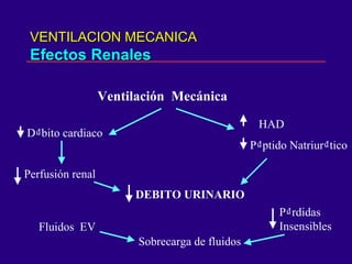 VENTILACION MECANICA Efectos Renales Ventilación  Mecánica D₫bito cardiaco Perfusión renal DEBITO URINARIO HAD P₫ptido Natriur₫tico Sobrecarga de fluidos Fluidos  EV P₫rdidas Insensibles 