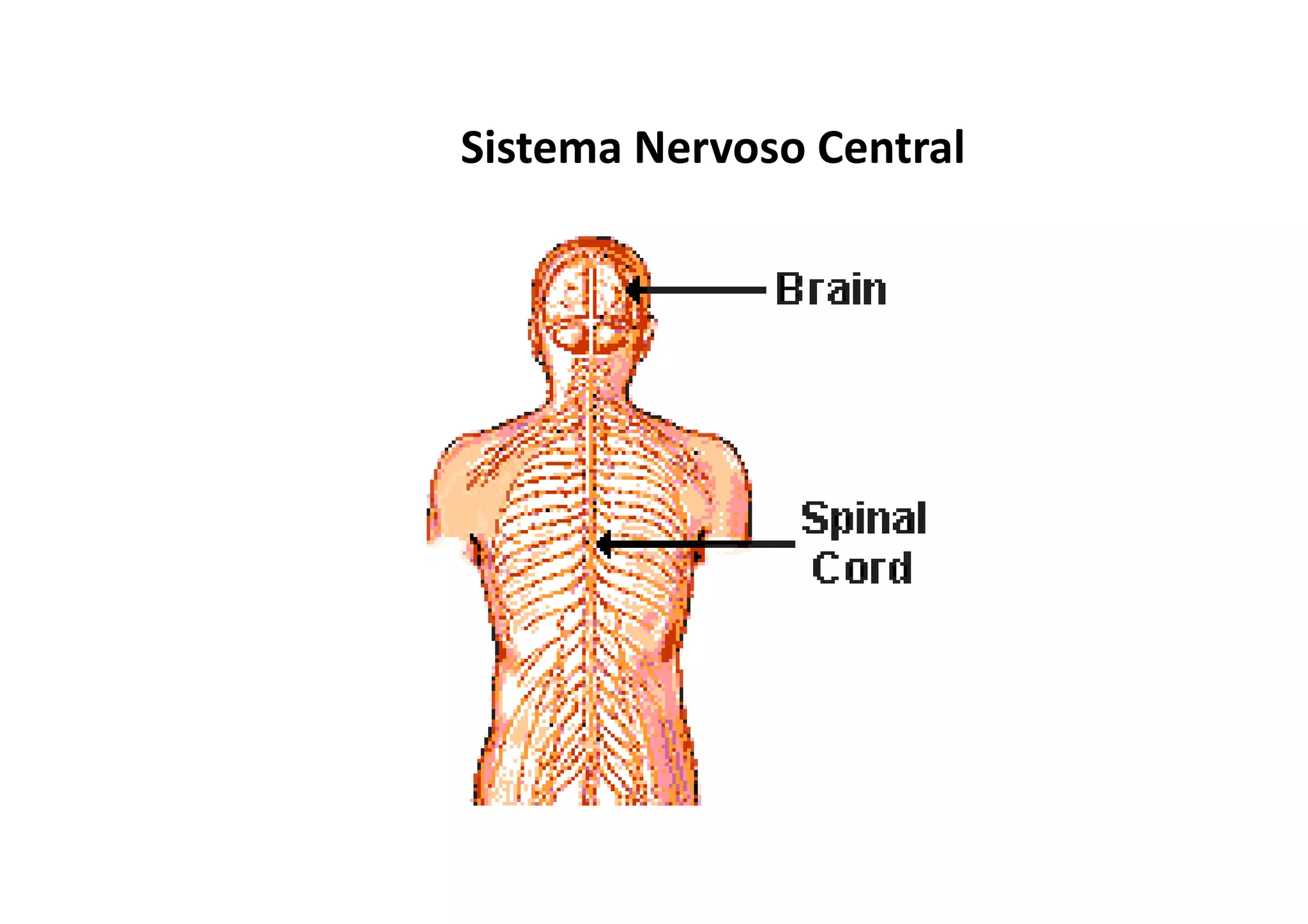 Sistema Nervoso Central
 