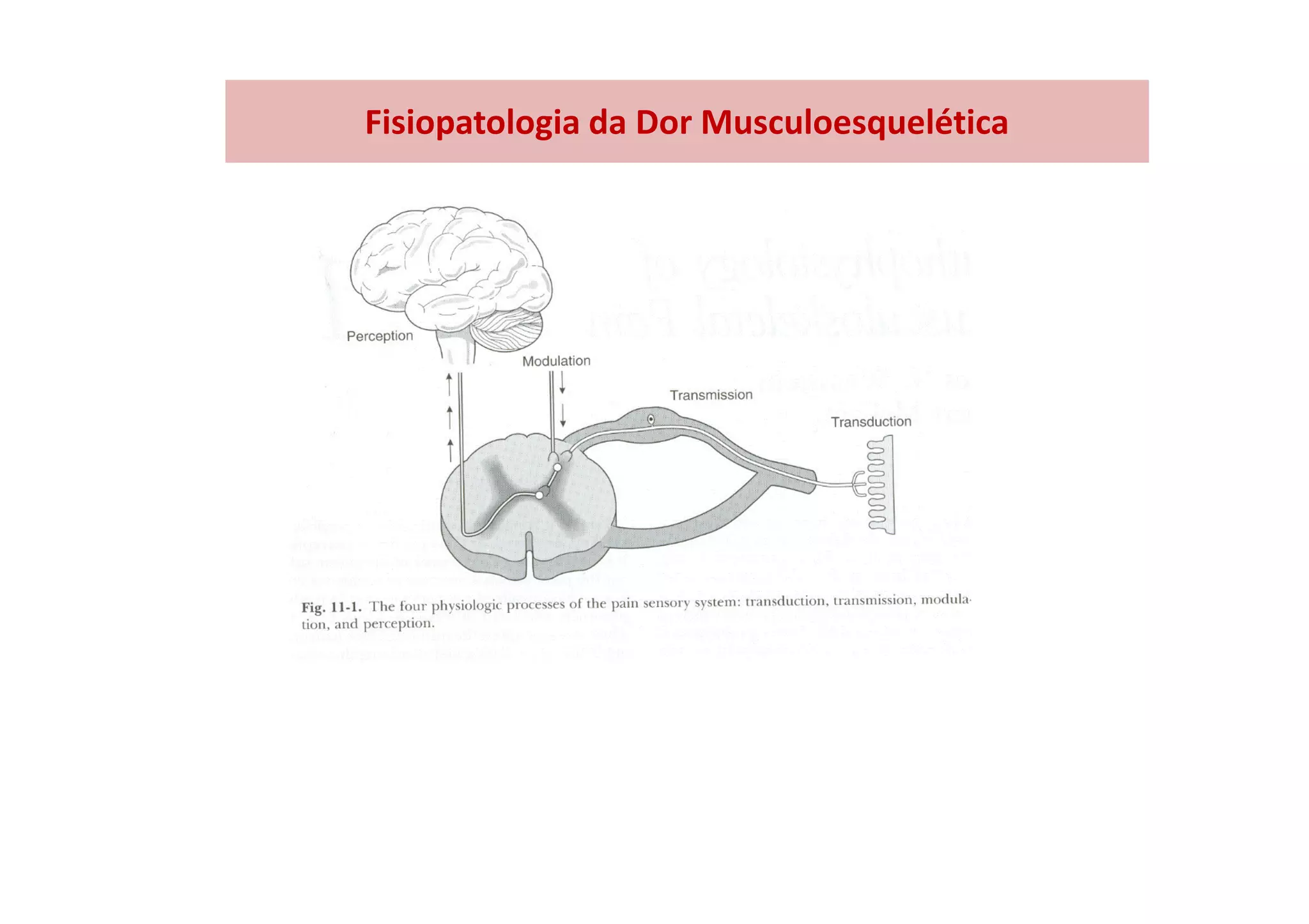 Fisiopatologia da Dor Musculoesquelética
 