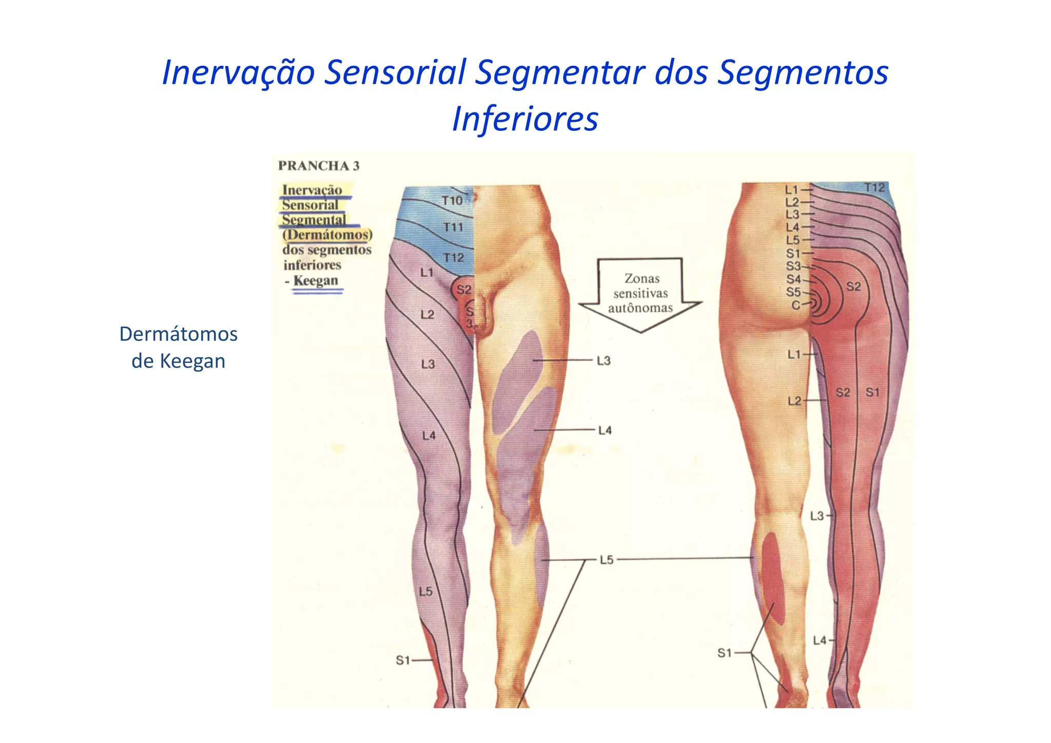 Inervação Sensorial Segmentar dos Segmentos
Inferiores
Dermátomos
de Keegan
 