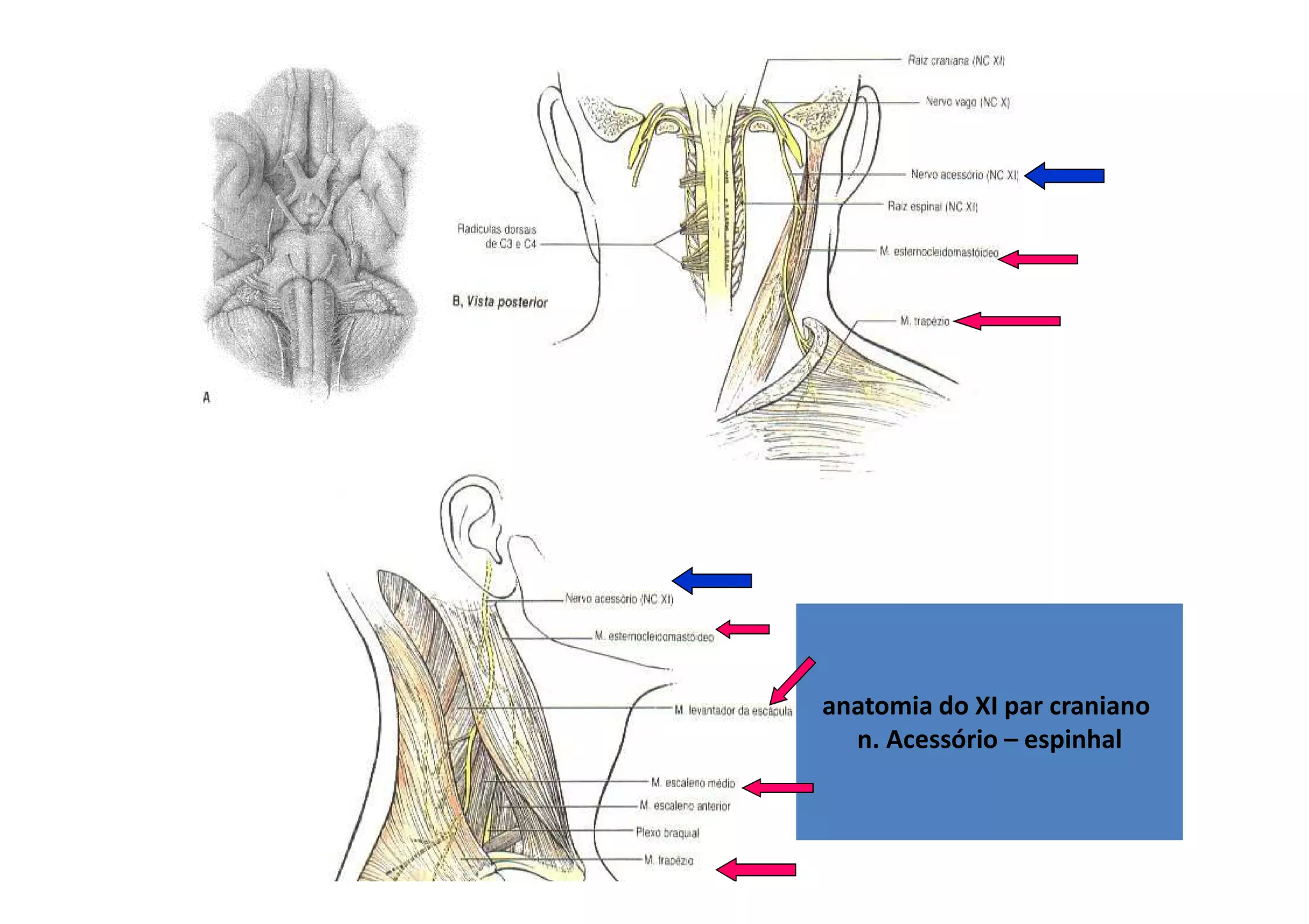 anatomia do XI par craniano
n. Acessório – espinhal
 