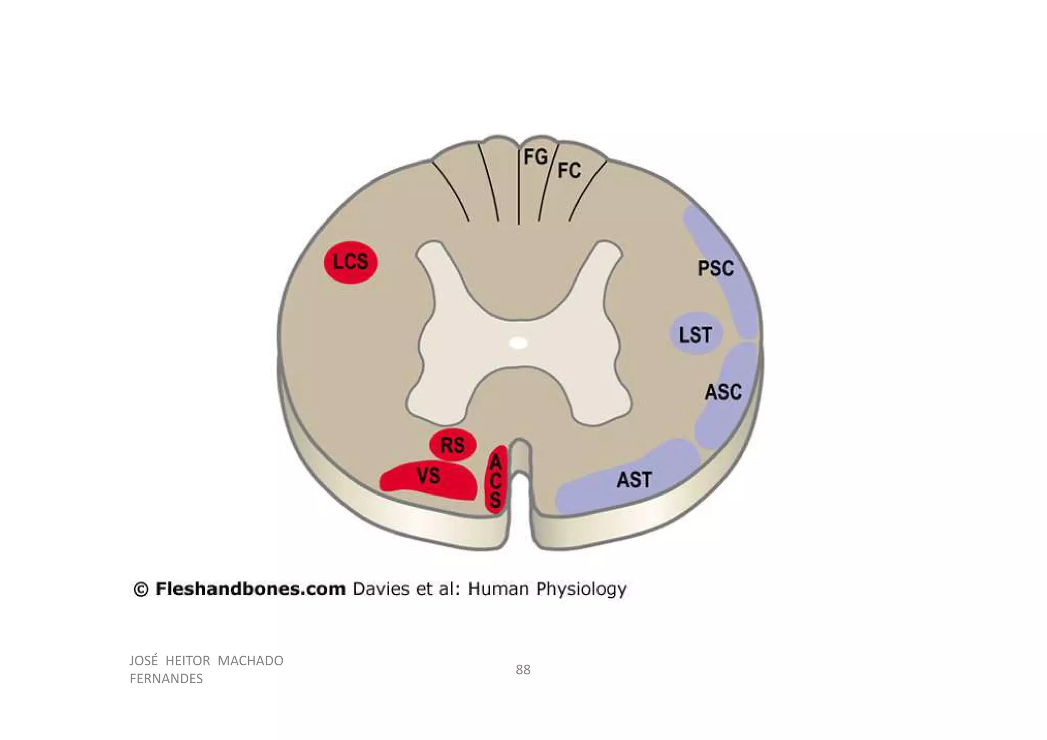 Figura
JOSÉ HEITOR MACHADO
FERNANDES
88
 