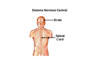 Sistema Nervoso Central
 