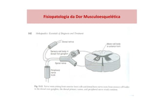 Fisiopatologia da Dor Musculoesquelética
 