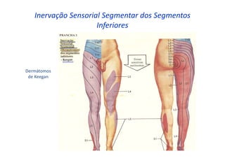 Inervação Sensorial Segmentar dos Segmentos
Inferiores
Dermátomos
de Keegan
 