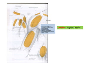 OMBRO – Diagrama da Dor
Síndrome do impingimento
Laceração do manguito rotador
Ombro congelado
Artrite glenoumeral
Fratura do úmero proximal
Síndrome do desfiladeiro torácico
Artrose do ombro
ANTERIOR
 