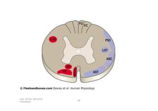 Figura
JOSÉ HEITOR MACHADO
FERNANDES
88
 