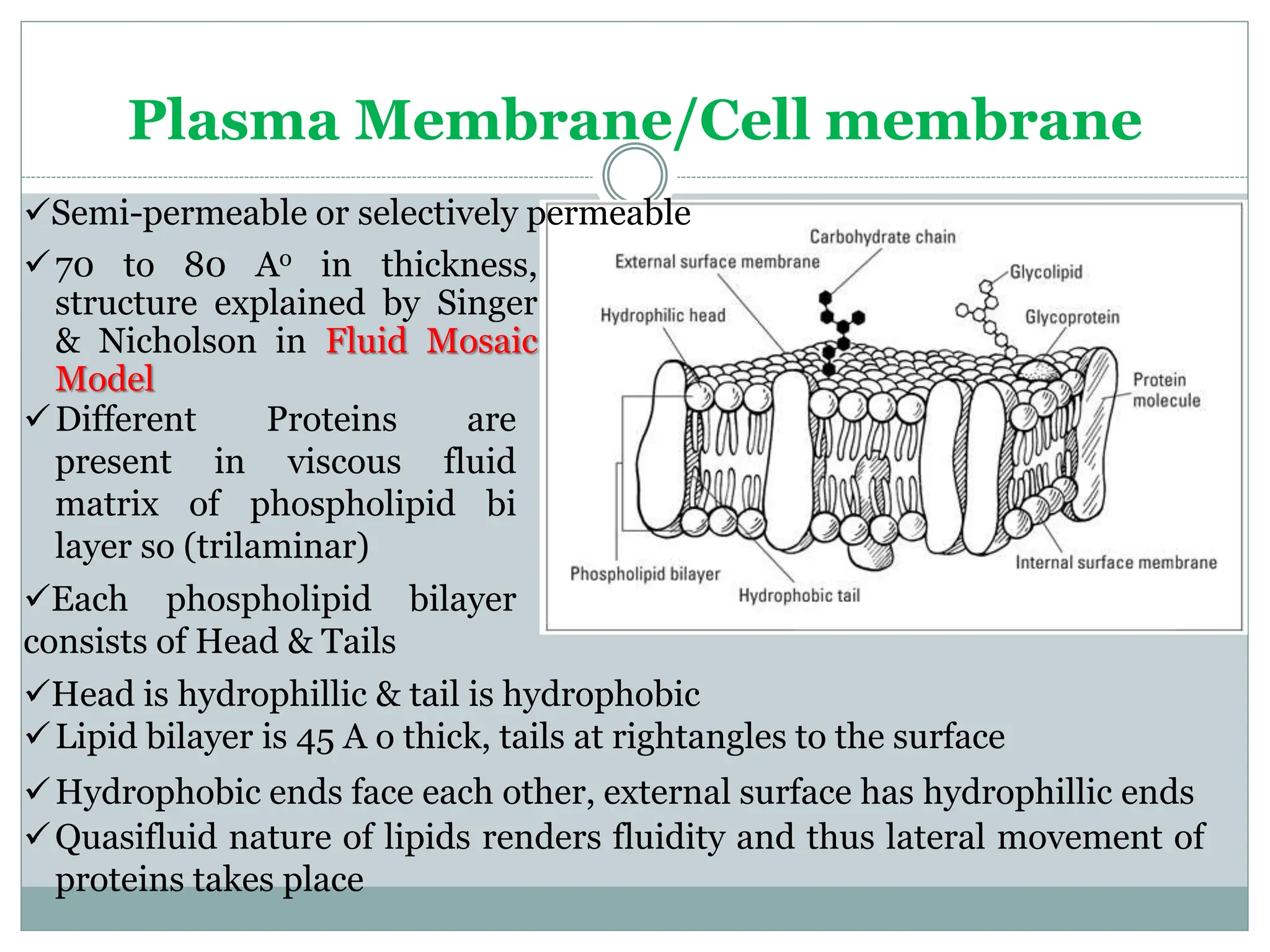Chapter_5_Cell_structure_and_Organisation.pptx
