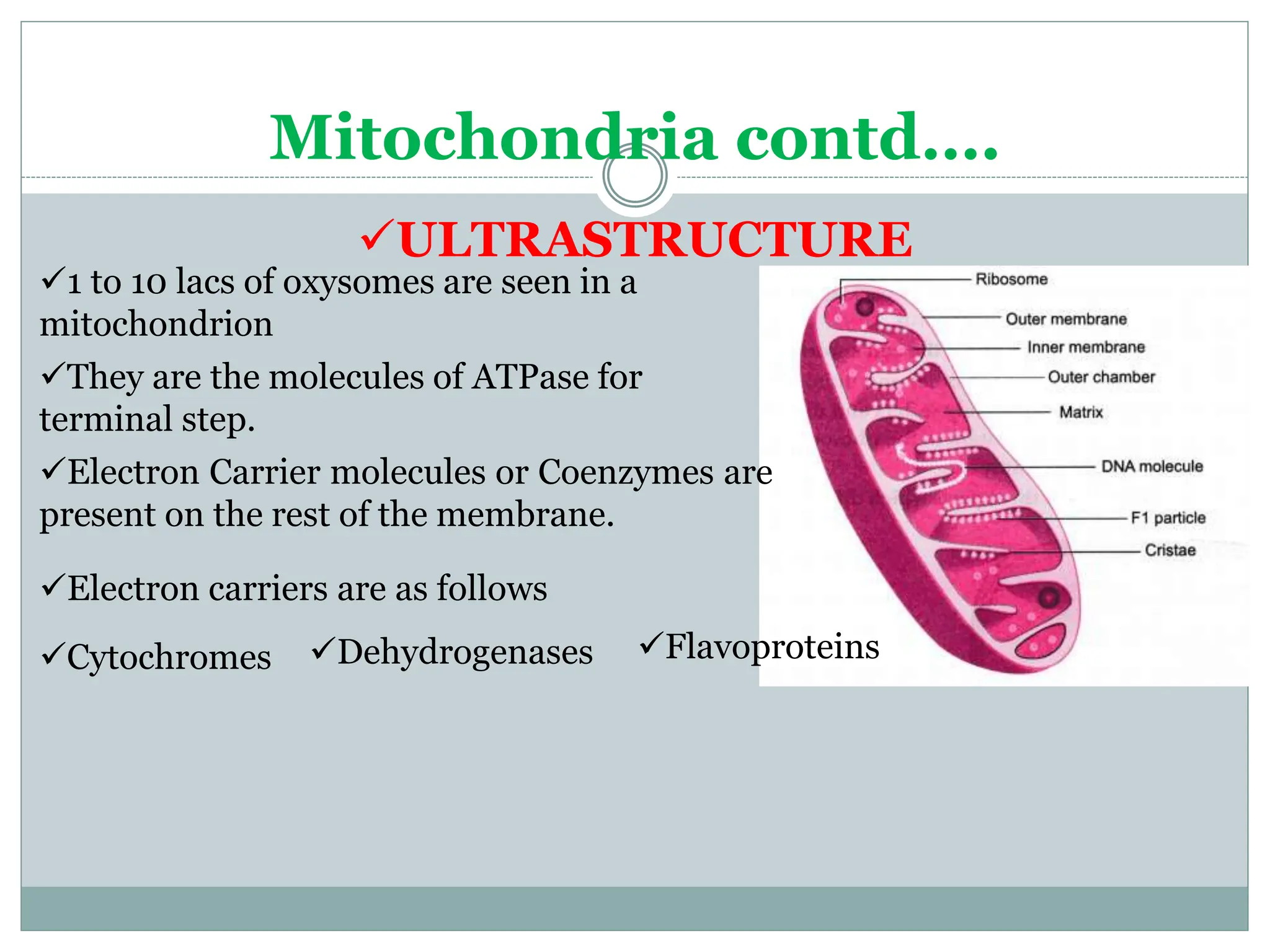 Chapter_5_Cell_structure_and_Organisation.pptx