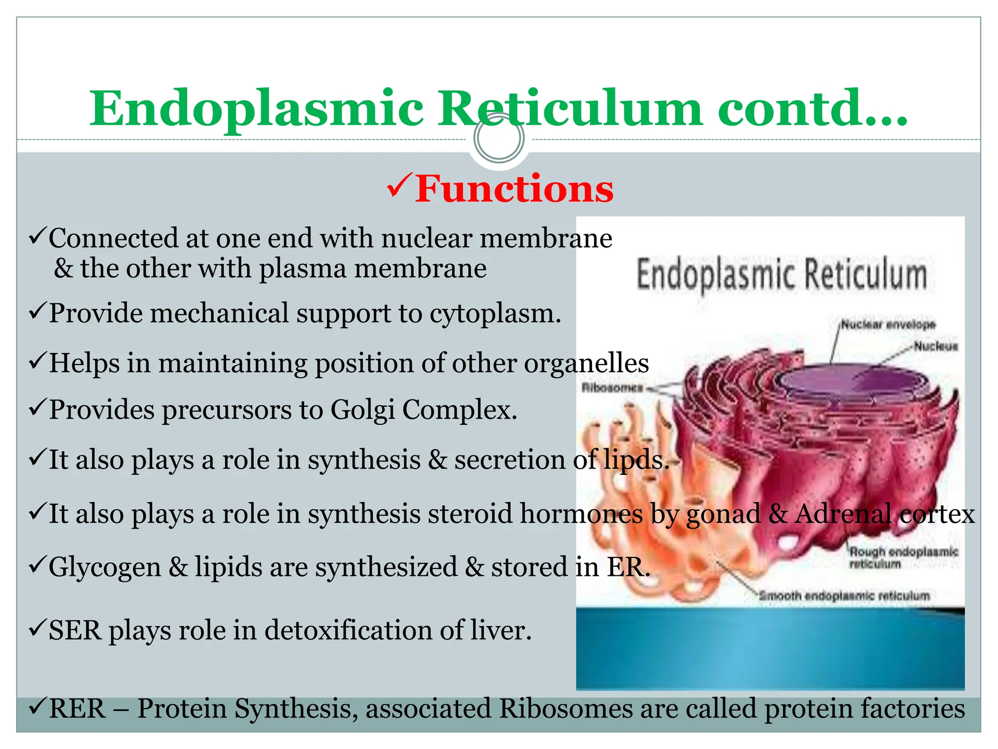 Chapter_5_Cell_structure_and_Organisation.pptx