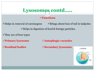 Lysosomes contd…..
They are of four types
Primary lysosome
Secondary lysosome
Residual bodies
Autophagic vacuoles
Brings about loss of tail in tadpoles
Helps in digestion of food & foreign particles.
Helps in removal of carcinogens
Functions
 
