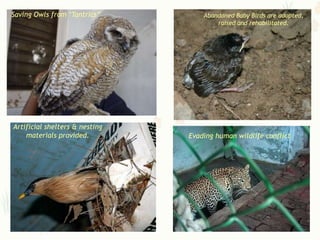 Saving Owls from „Tantrics”         Abandoned Baby Birds are adopted,
                                        raised and rehabilitated.




Artificial shelters & nesting
    materials provided.         Evading human wildlife conflict




                                                                  14
 
