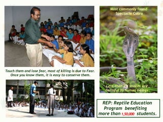 Most commonly found
                                                                   Spectacle Cobra




Touch them and lose fear, most of killing is due to Fear.
   Once you know them, it is easy to conserve them.


                                                               Less than 2% snakes are
                                                               harmful to human beings


                                                             REP: Reptile Education
                                                              Program benefiting
                                                            more than 1,50,000 students.
 