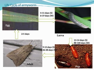 Entomology crop pest attack and it's management | PPTX