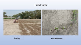 Effect of land configuration and nutrient management system on growth ...