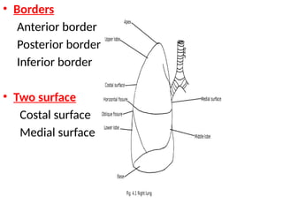 • Borders
Anterior border
Posterior border
Inferior border
• Two surface
Costal surface
Medial surface
 