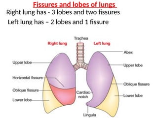 Fissures and lobes of lungs
Right lung has - 3 lobes and two fissures
Left lung has – 2 lobes and 1 fissure
•
 