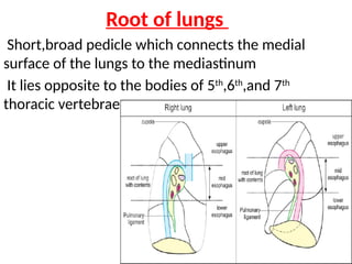 Root of lungs
Short,broad pedicle which connects the medial
surface of the lungs to the mediastinum
It lies opposite to the bodies of 5th
,6th
,and 7th
thoracic vertebrae.
 