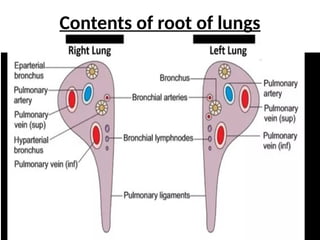 Contents of root of lungs
 