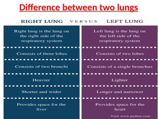 Difference between two lungs
 