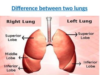 Difference between two lungs
 