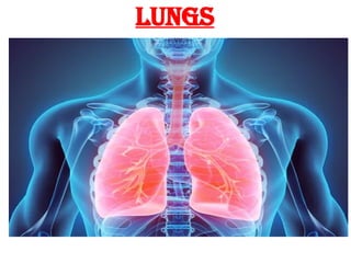 lungs
 