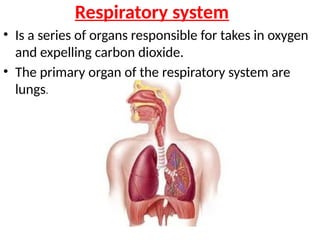 Respiratory system
• Is a series of organs responsible for takes in oxygen
and expelling carbon dioxide.
• The primary organ of the respiratory system are
lungs.
 