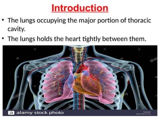 Introduction
• The lungs occupying the major portion of thoracic
cavity.
• The lungs holds the heart tightly between them.
 