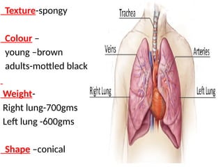 Texture-spongy
Colour –
young –brown
adults-mottled black
Weight-
Right lung-700gms
Left lung -600gms
Shape –conical
 
