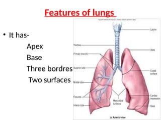 Features of lungs
• It has-
Apex
Base
Three bordres
Two surfaces
 