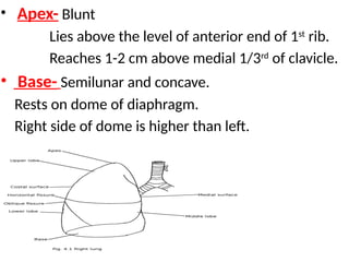 • Apex- Blunt
Lies above the level of anterior end of 1st
rib.
Reaches 1-2 cm above medial 1/3rd
of clavicle.
• Base- Semilunar and concave.
Rests on dome of diaphragm.
Right side of dome is higher than left.
 