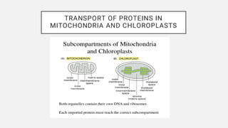 Signal Hypothesis and Protein Sorting Mechanisms in Mitochondria and ...