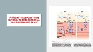 Signal Hypothesis and Protein Sorting Mechanisms in Mitochondria and ...