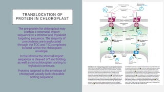 Signal Hypothesis and Protein Sorting Mechanisms in Mitochondria and ...
