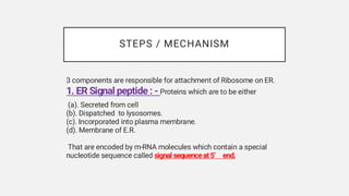 Signal Hypothesis and Protein Sorting Mechanisms in Mitochondria and ...