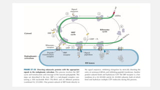Signal Hypothesis and Protein Sorting Mechanisms in Mitochondria and ...