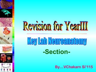 Revision for YearIII By…VChakarn Si’115 -Section- Key Lab Neuroanatomy 
