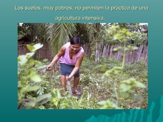 Los suelos, muy pobres, no permiten la práctica de unaLos suelos, muy pobres, no permiten la práctica de una
agricultura intensiva.agricultura intensiva.
 