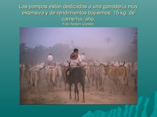 Las pampas están dedicadas a una ganadería muyLas pampas están dedicadas a una ganadería muy
extensiva y de rendimientos bajísimos: 15 kg. deextensiva y de rendimientos bajísimos: 15 kg. de
carne/ha./año.carne/ha./año.
Foto Andoni Canela.Foto Andoni Canela.
 