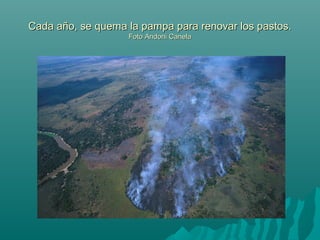 Cada año, se quema la pampa para renovar los pastos.Cada año, se quema la pampa para renovar los pastos.
Foto Andoni CanelaFoto Andoni Canela
 