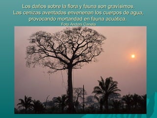 Los daños sobre la flora y fauna son gravísimos.Los daños sobre la flora y fauna son gravísimos.
Las cenizas aventadas envenenan los cuerpos de agua,Las cenizas aventadas envenenan los cuerpos de agua,
provocando mortandad en fauna acuática.provocando mortandad en fauna acuática.
Foto Andoni CanelaFoto Andoni Canela
 