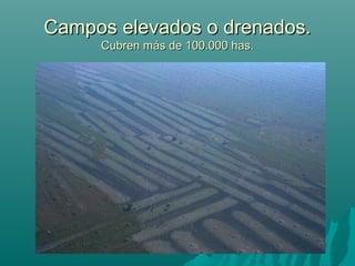 Campos elevados o drenados.Campos elevados o drenados.
Cubren más de 100.000 has.Cubren más de 100.000 has.
 