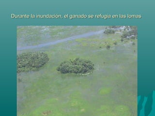 Durante la inundación, el ganado se refugia en las lomasDurante la inundación, el ganado se refugia en las lomas
 